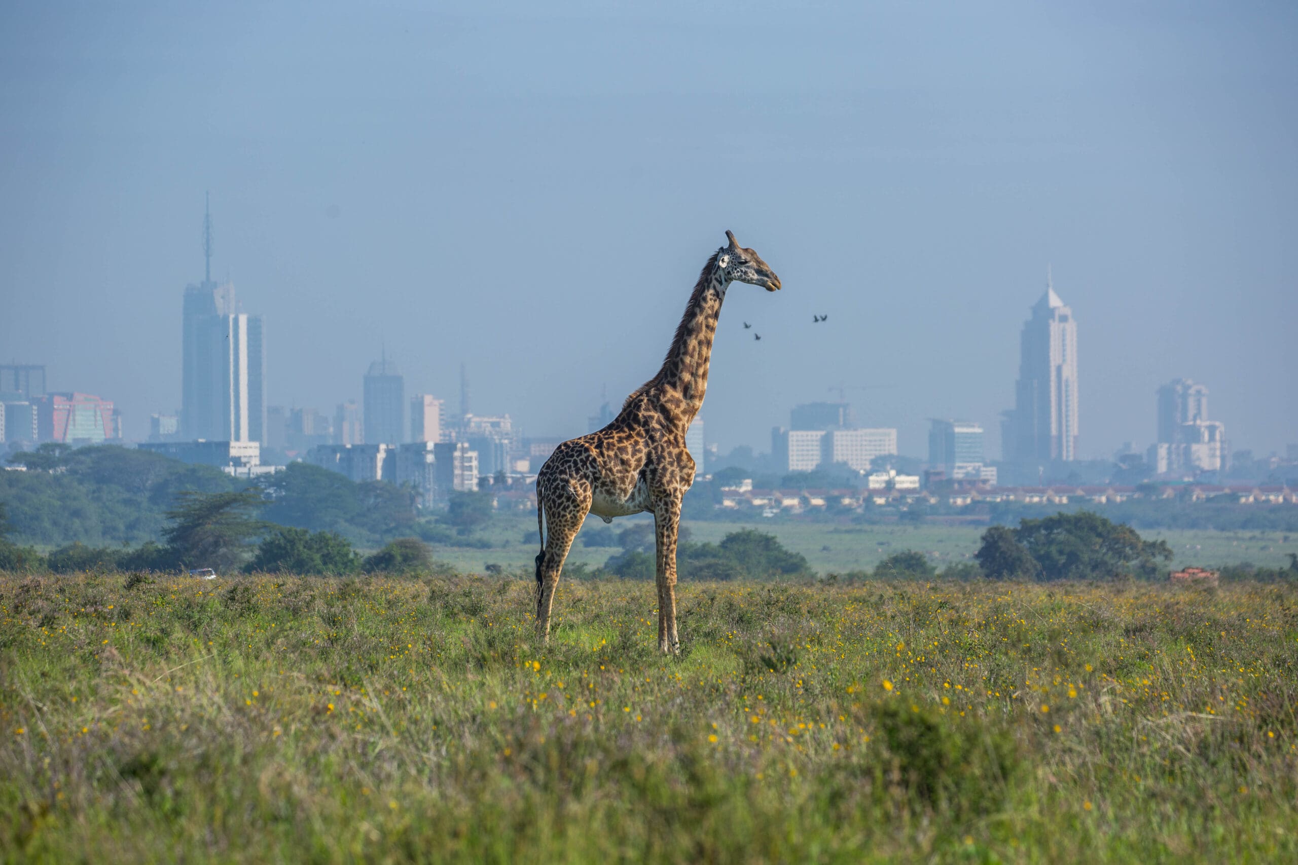 20 must-see places for kids in Nairobi - Malaica