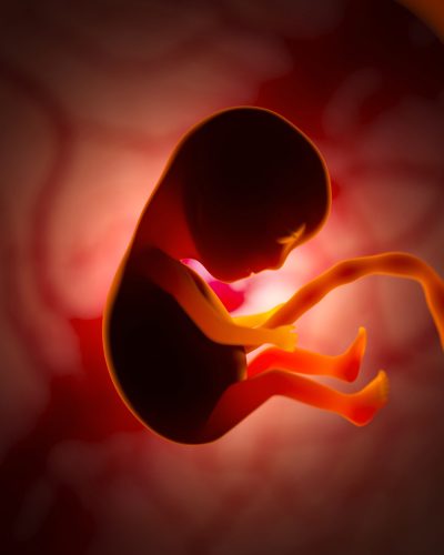 The development of a human embryo inside the womb during pregnancy. Little baby 3d illustration